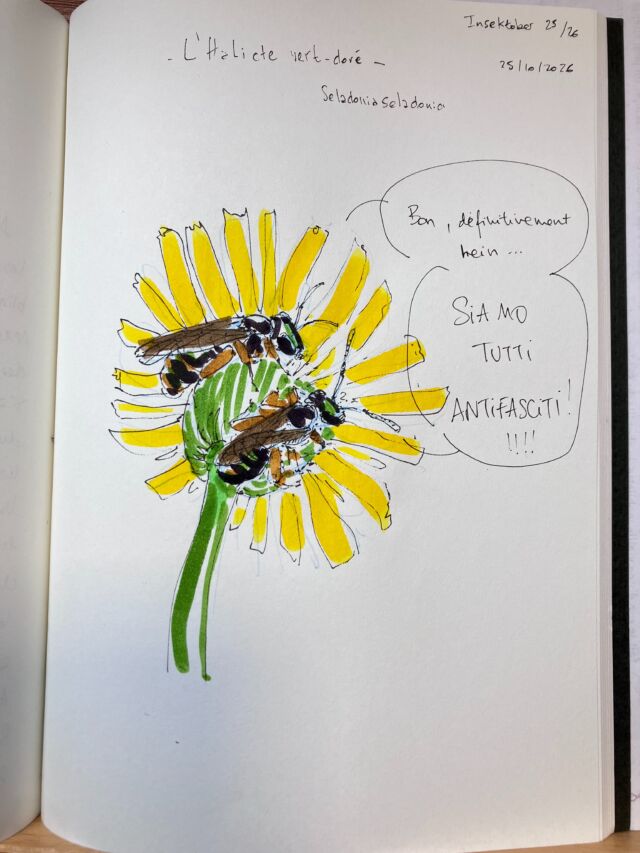 Insektober jour 25

L’Halicte vert-doré. Qui est fâché mais pas facho.

Avec l’ @opie_insectes 

#insektober2026 #seladonia #siamotuttiantifascisti #nanmaisonvaoùlàbordayle #fachéemaispasfacho