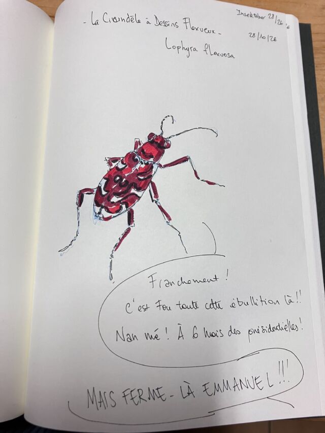 Insektober jour 28

La Cicindèle à dessins flexueux. Qui franchement s’interroge, c’est quand même fou ça&nbsp;!

Avec l’ @opie_insectes 

#insektober2026 #lophyraflexuosa #maiscestfou #àsixmoisfranchement #quiauraitpuprédire