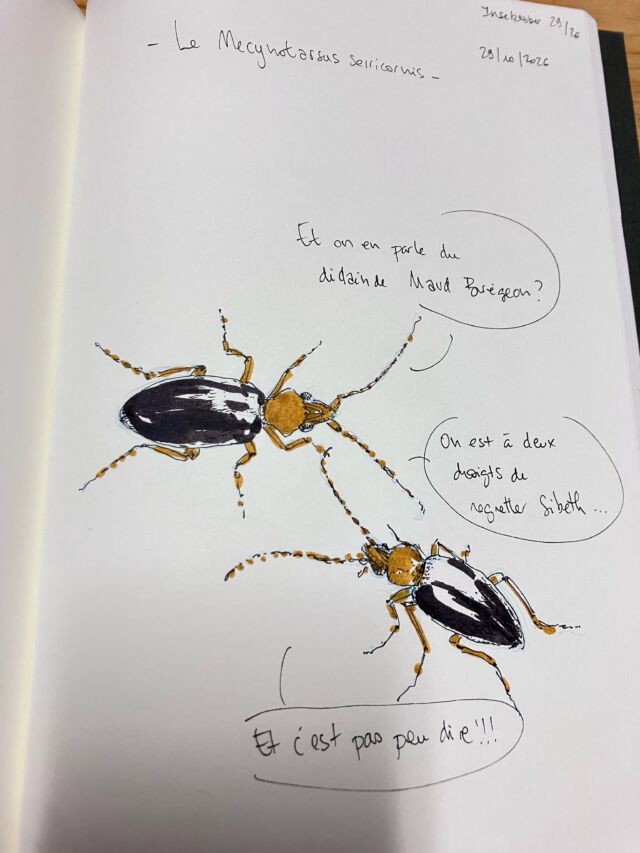Insektober jour 29

Le Mecynotarsus serricornis. Qui pense que Maud mériterait d’aller se cacher au fond d’un trou.

Avec l’ @opie_insectes 

#insektober2026 #mecynotarsusserricornis #silteplaitmaudprenddesvacances #ouquelleestsibeth #vousetesfatigants