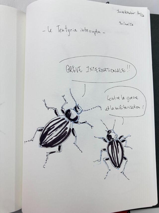 Insektober jour 30

Le tentyria interrupta. Qui soutient les dockers.

Avec l’ @opie_insectes 

#insektober2026 #tentyriainterrupta #grèveinternationale #nonàlarmement #etsionarretaitdesetapersurlagueule&nbsp;?